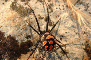 Koje su otrovne vrste pauka u rusiji - popis, karakteristike i fotografije